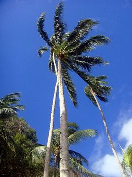 20．風吹く椰子の木.JPG