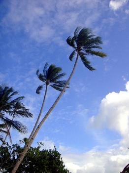 3.ディブルアン島椰子の木1.JPG