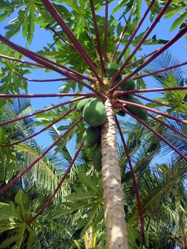 5.ディブルアン島椰子の木2.JPG