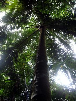 7．見上げた椰子の木.JPG