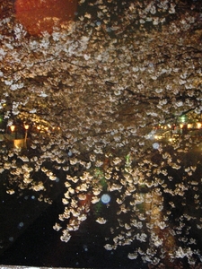 夜桜1.JPG