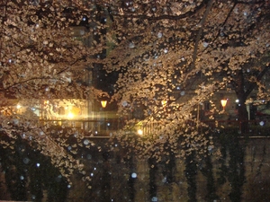夜桜3.JPG