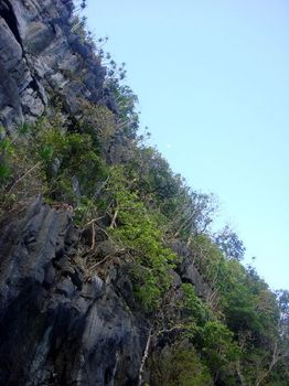 岩に生い茂る植物.JPG