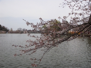 水辺の桜.JPG