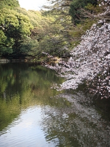 池と桜.JPG