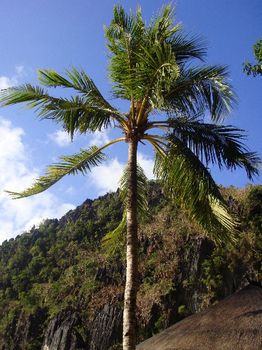 風に揺れる椰子の木.JPG